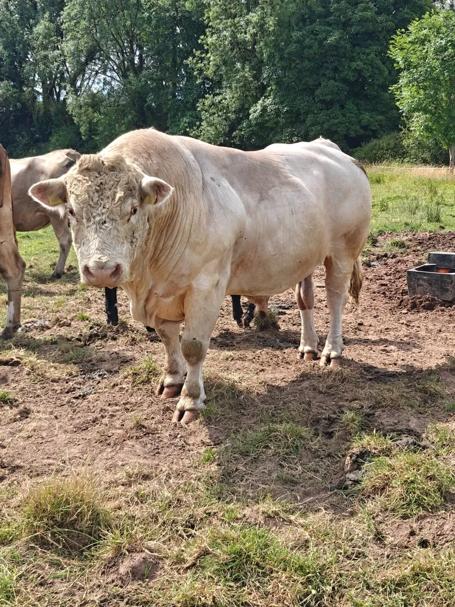 5 Star Pedigree Charolais Bull - Image 4