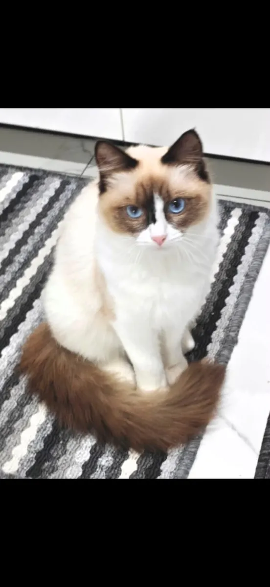 Ragdoll cat - Image 1