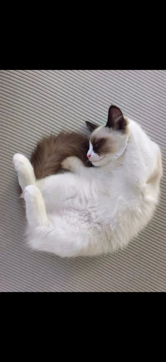 Ragdoll cat - Image 2