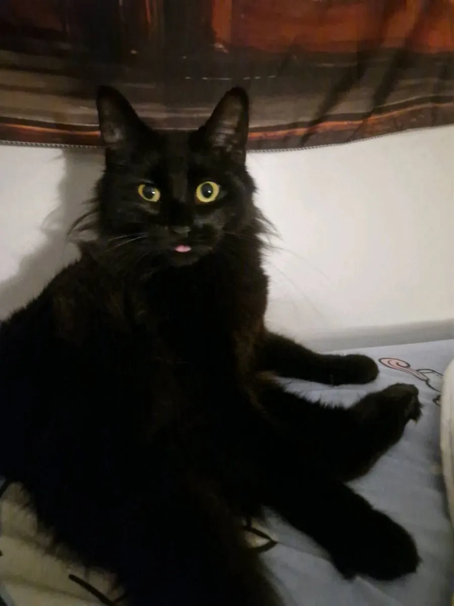 Cat - Image 1