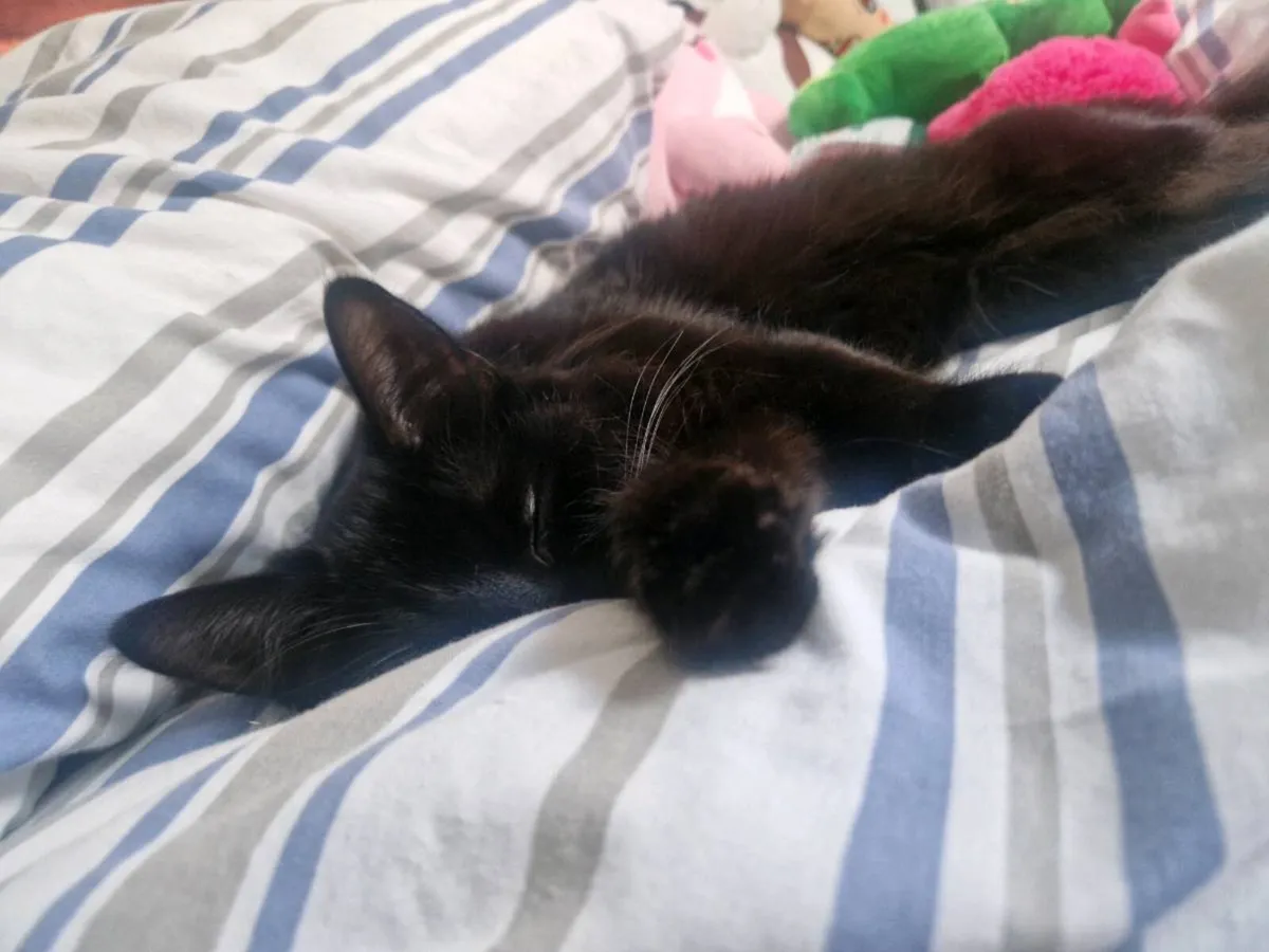 Cat - Image 4