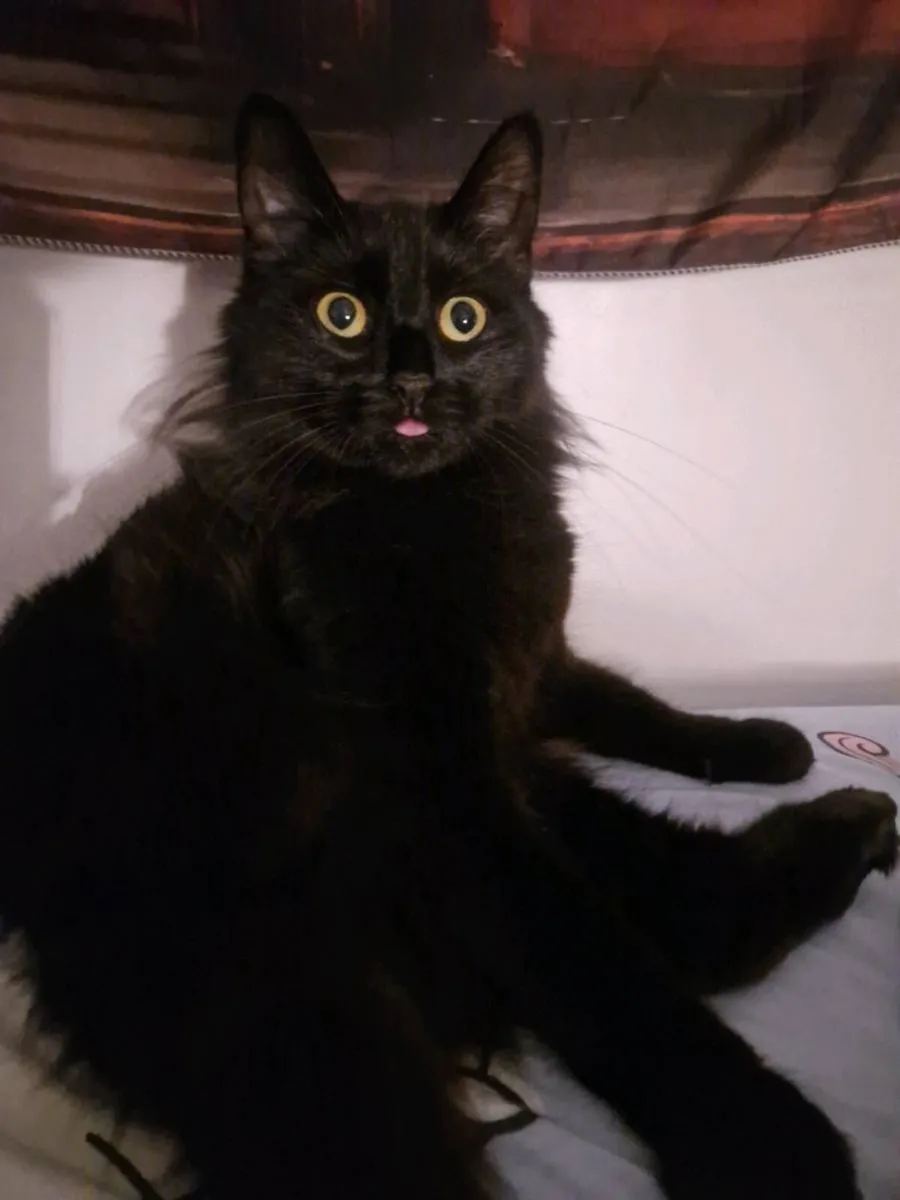 Cat - Image 2