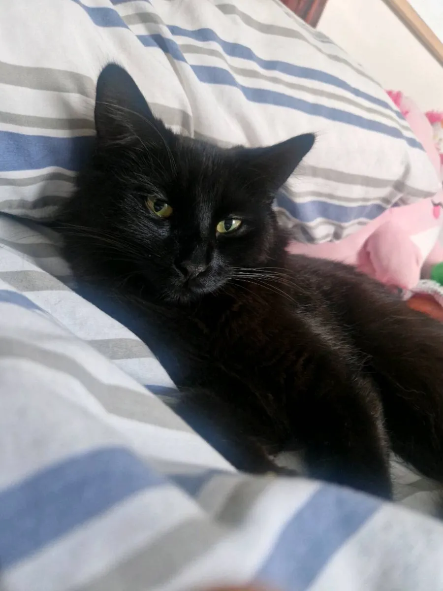 Cat - Image 3