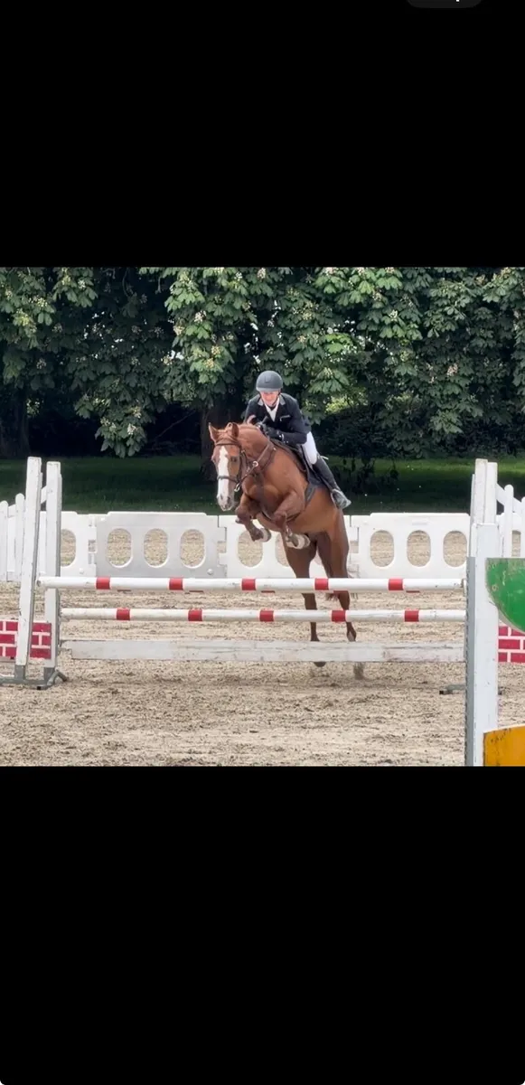 5yr old gelding - Image 1