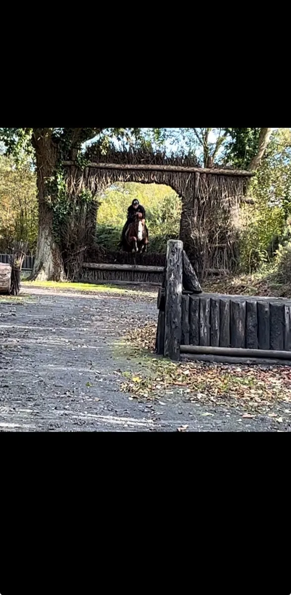 5yr old gelding - Image 2