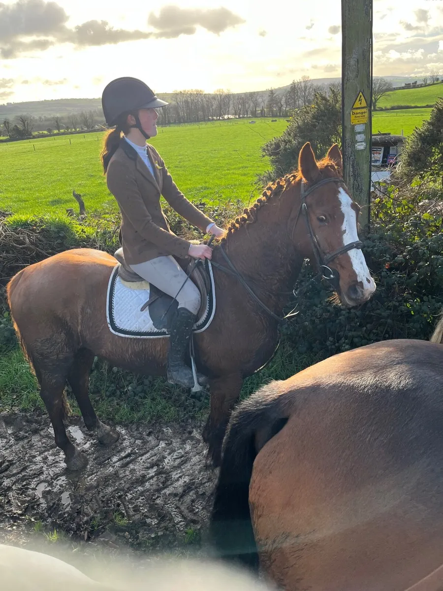 5yr old gelding - Image 3
