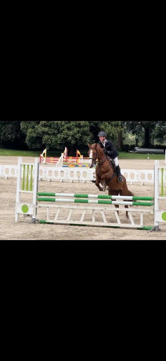 5yr old gelding - Image 4