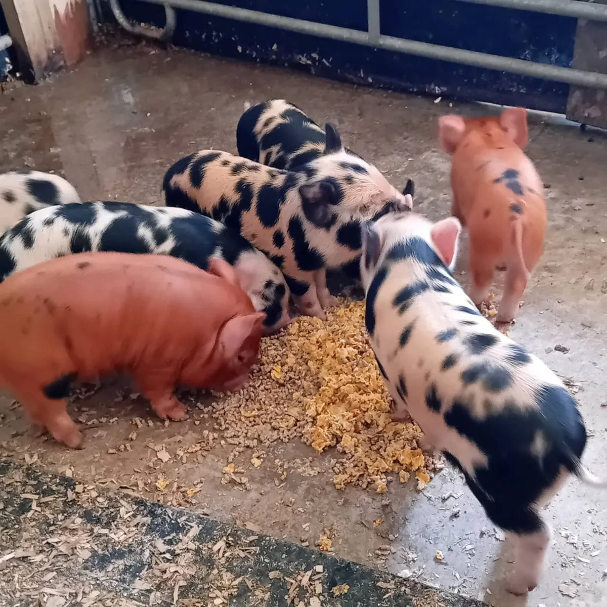 Kune kune piglets - Image 1