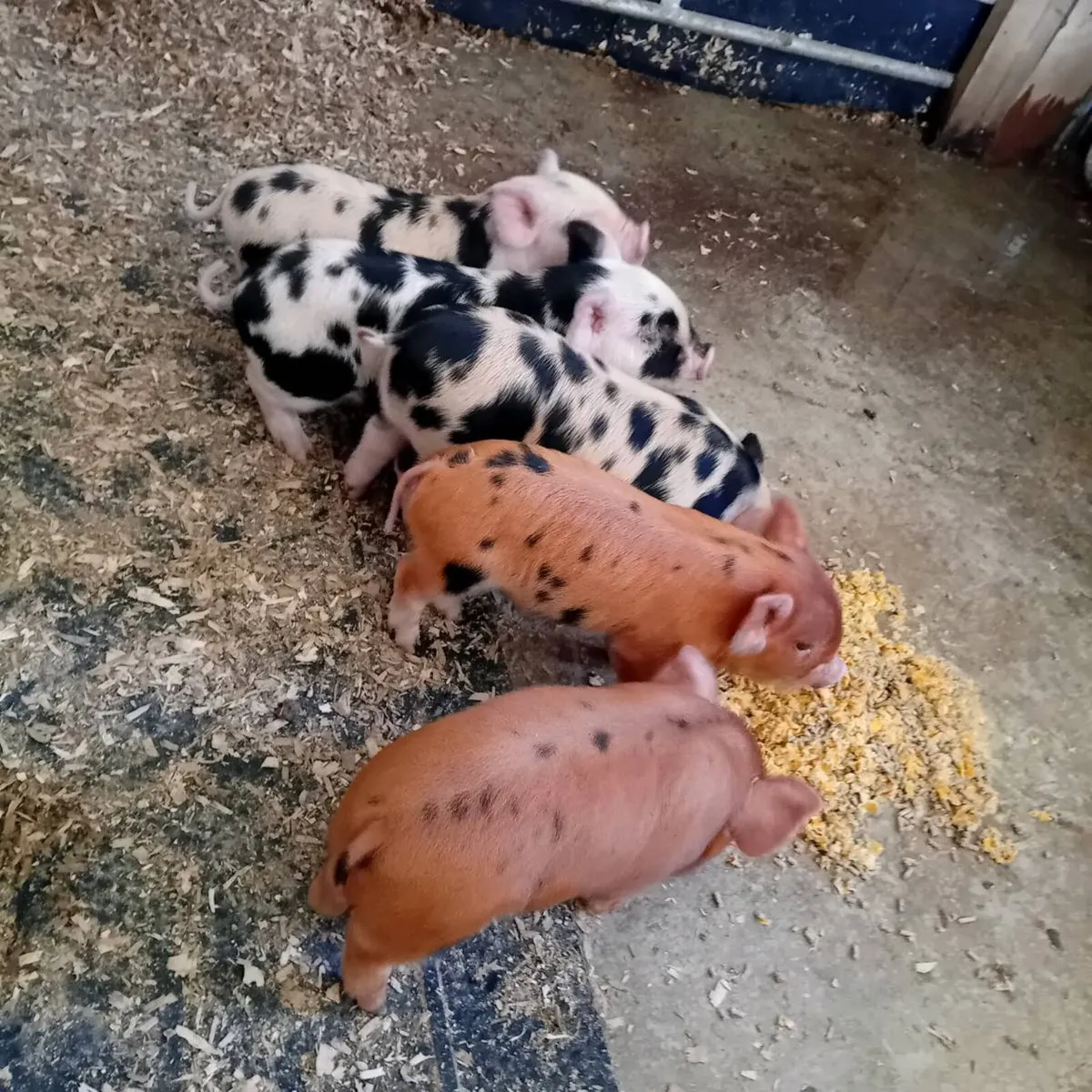Kune kune piglets - Image 2