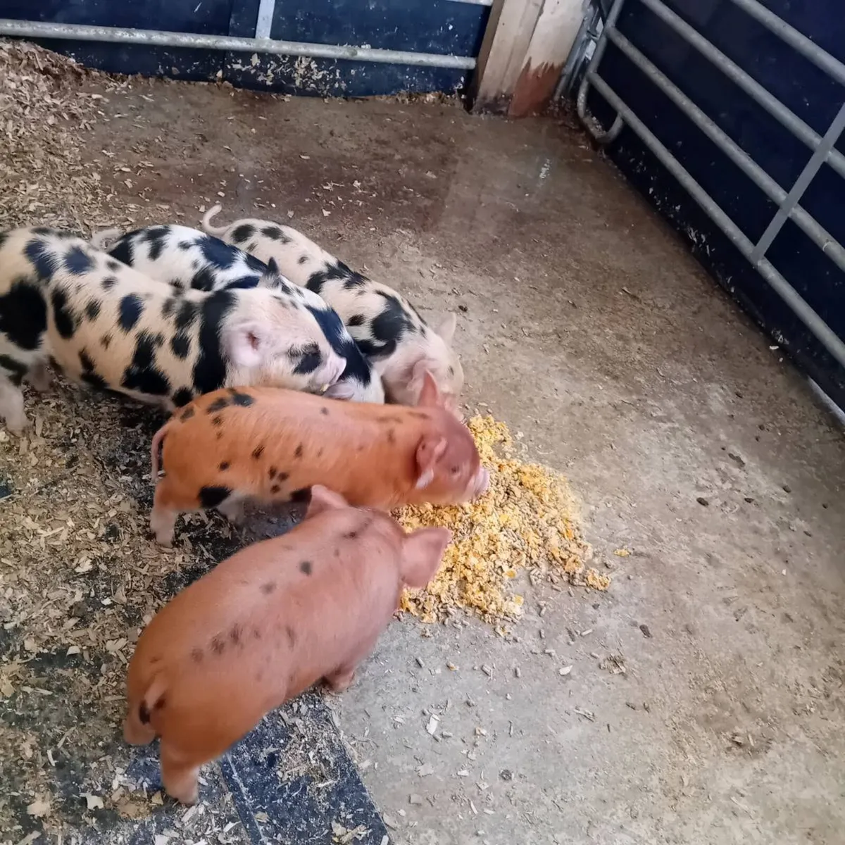 Kune kune piglets - Image 3