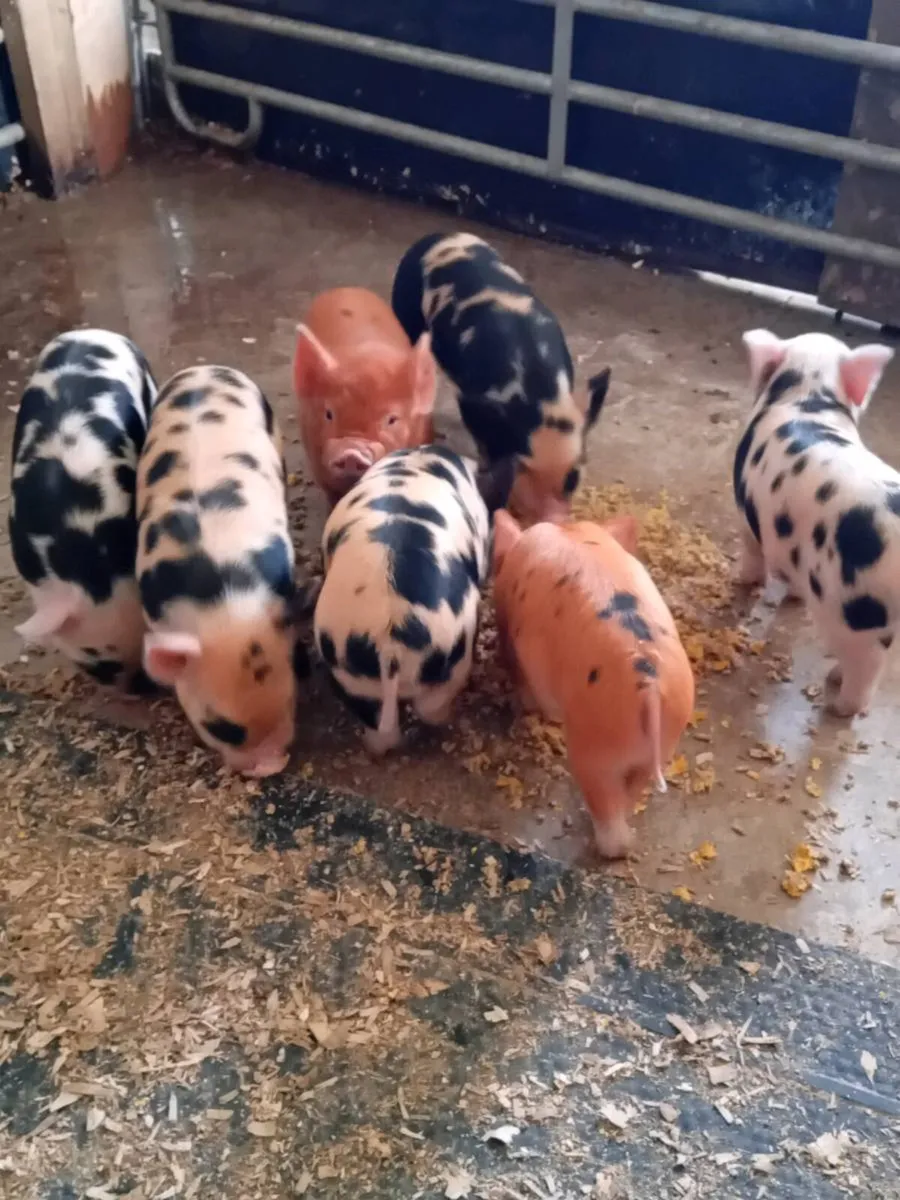 Kune kune piglets - Image 4