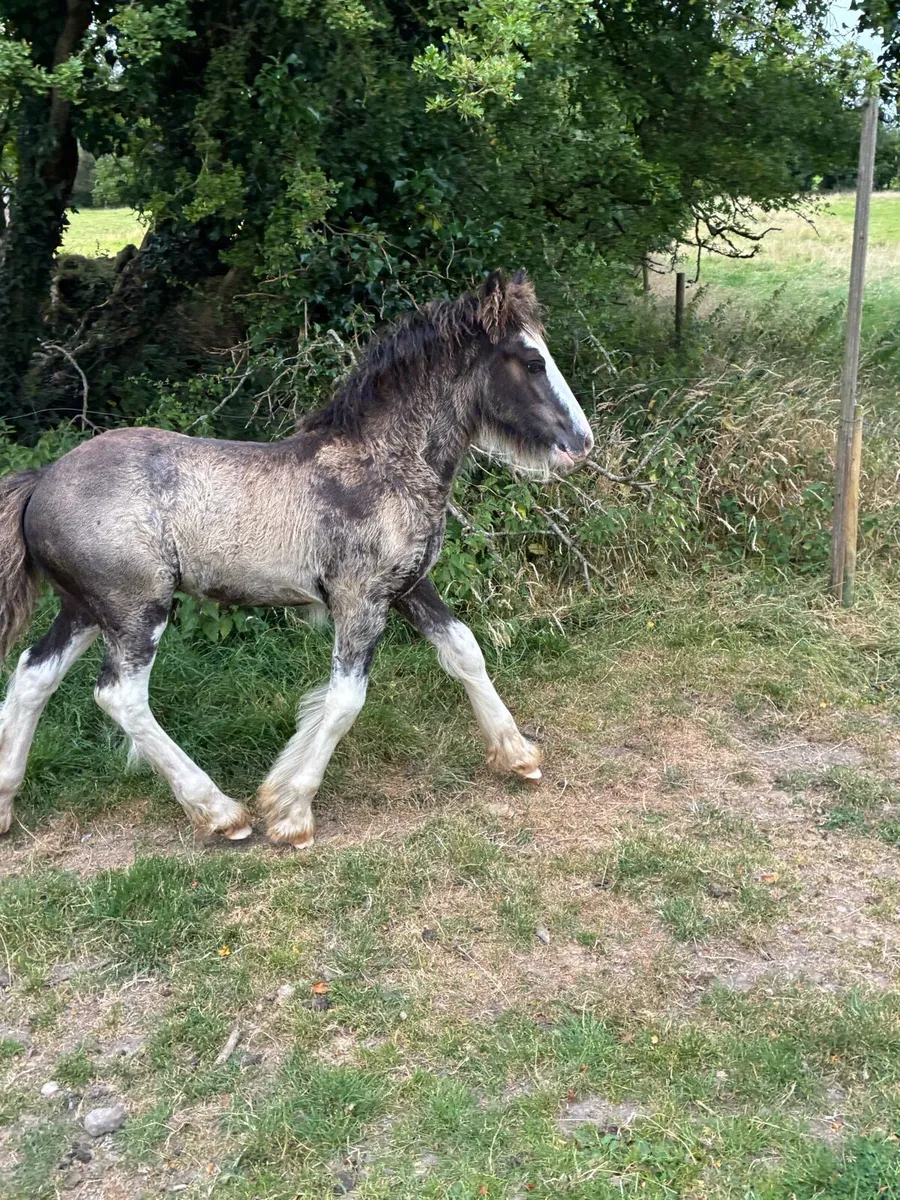 Colt foal - Image 2