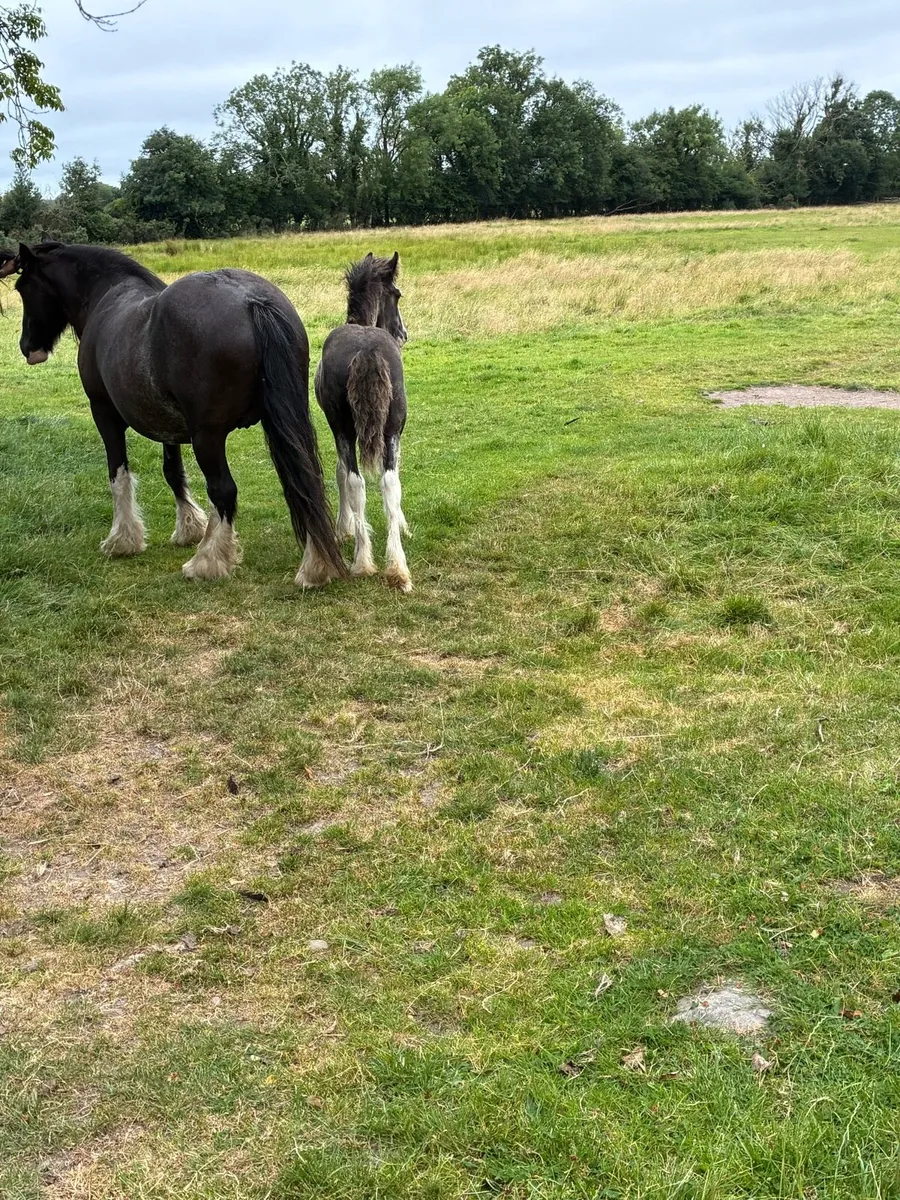 Colt foal - Image 3
