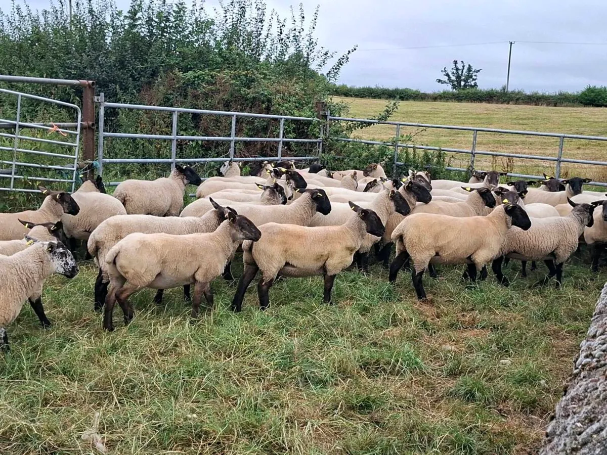Hoggets - Image 1