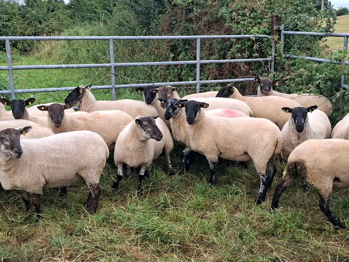 Hoggets - Image 2