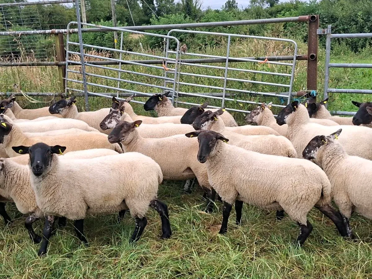 Hoggets - Image 3