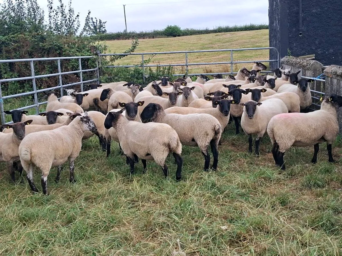 Hoggets - Image 4