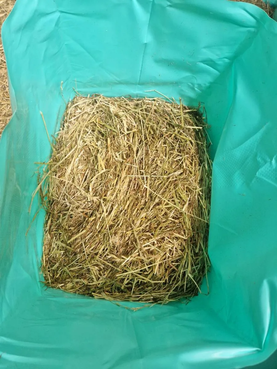 Bagged Ryegrass Haylage - Image 2