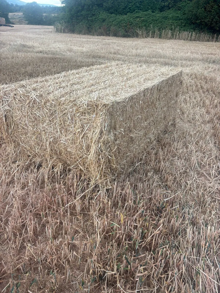8x4x3 wheat straw - Image 1