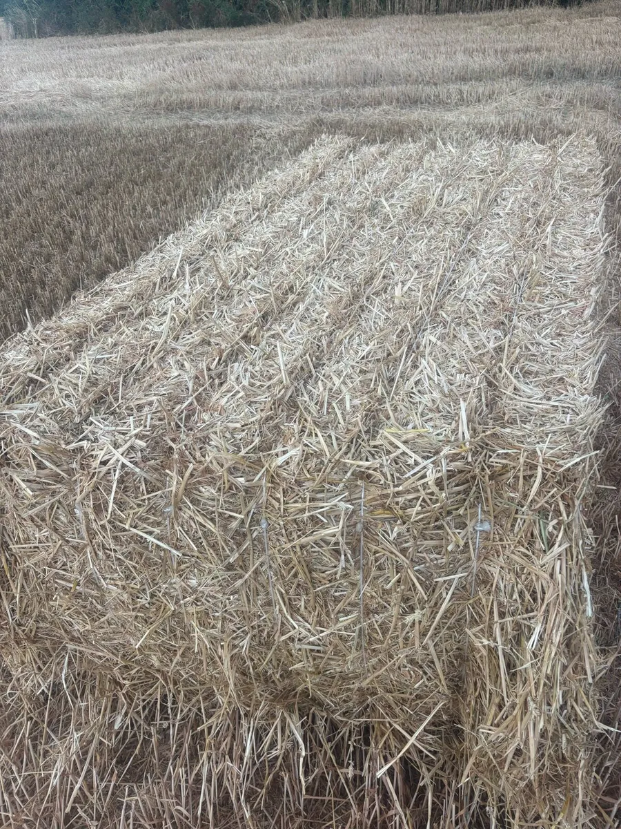 8x4x3 wheat straw - Image 2
