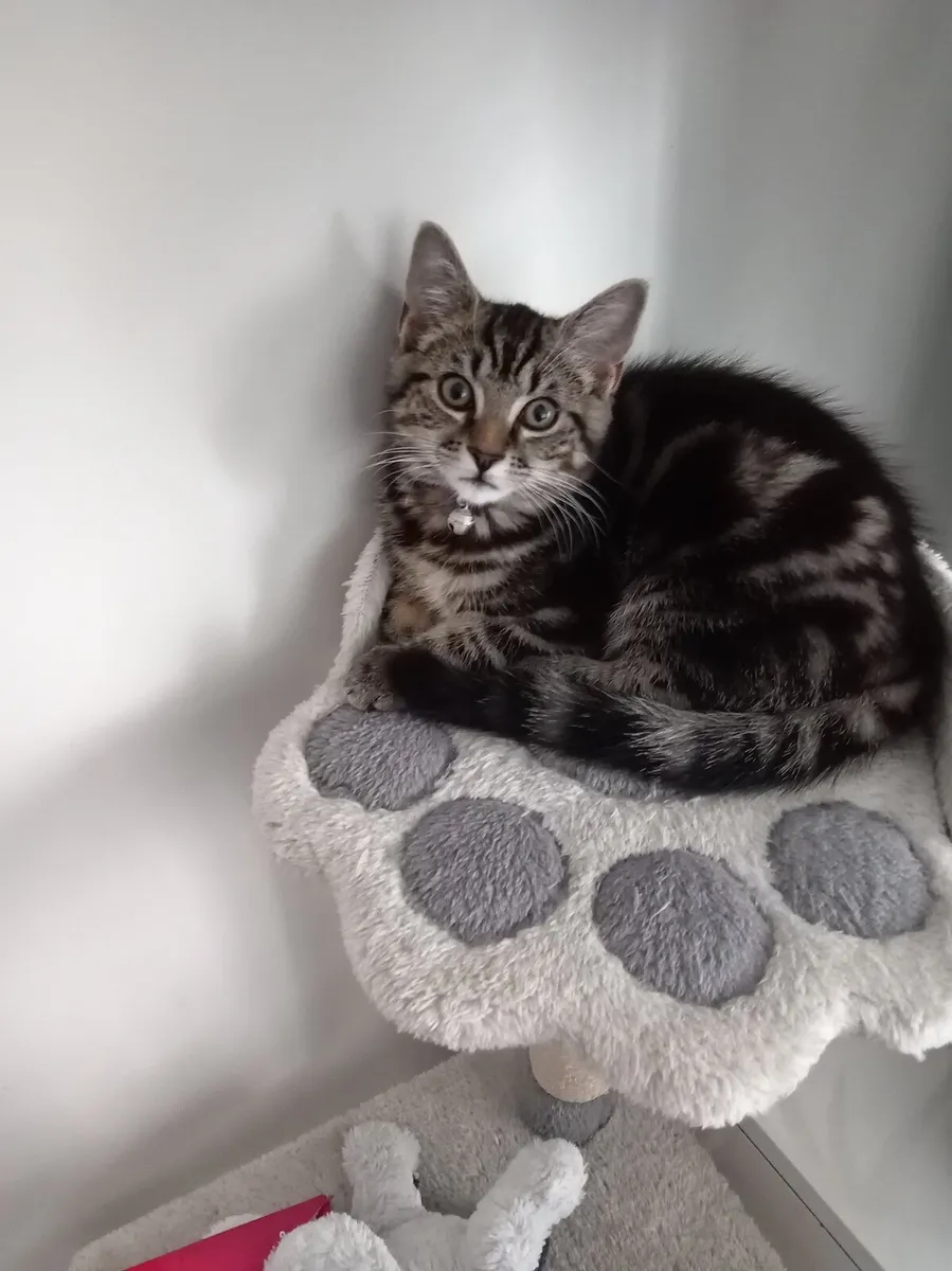 Super cute and playful Tabby kitten - Image 2