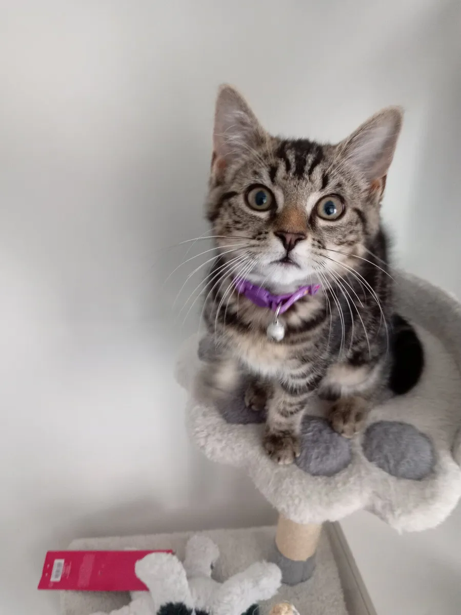 Super cute and playful Tabby kitten - Image 3