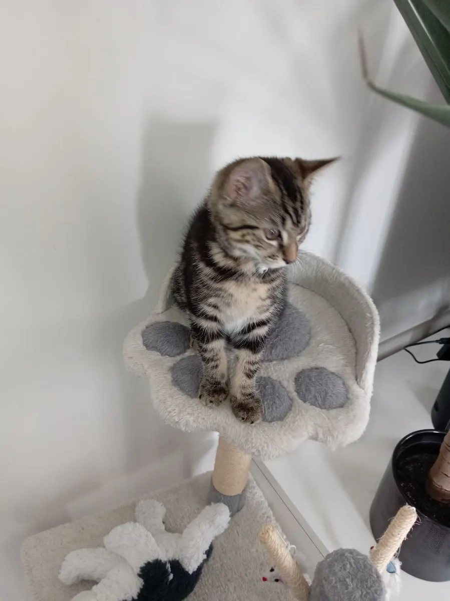 Super cute and playful Tabby kitten - Image 4