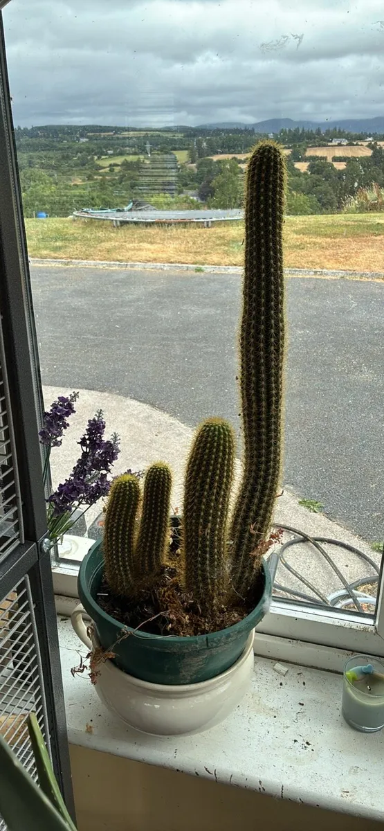 Cactus plants - Image 3