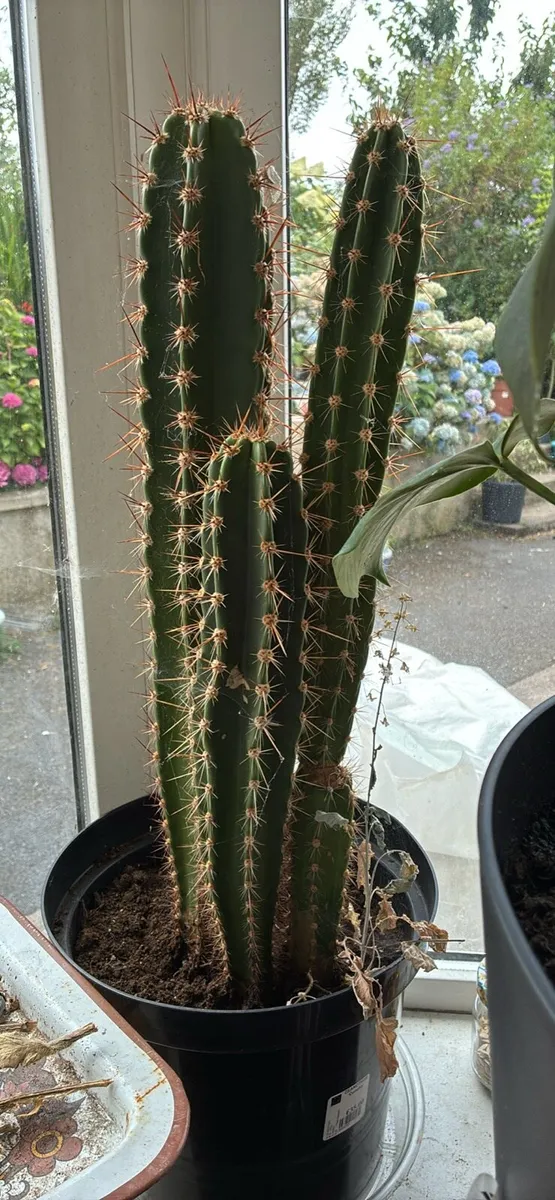 Cactus plants - Image 4