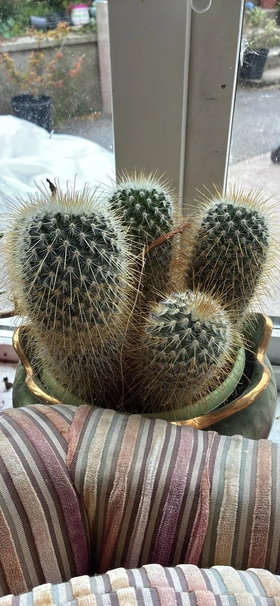 Cactus plants - Image 1