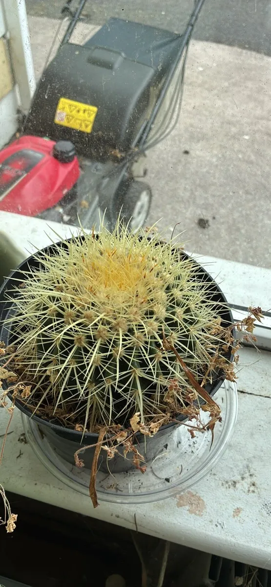 Cactus plants - Image 2