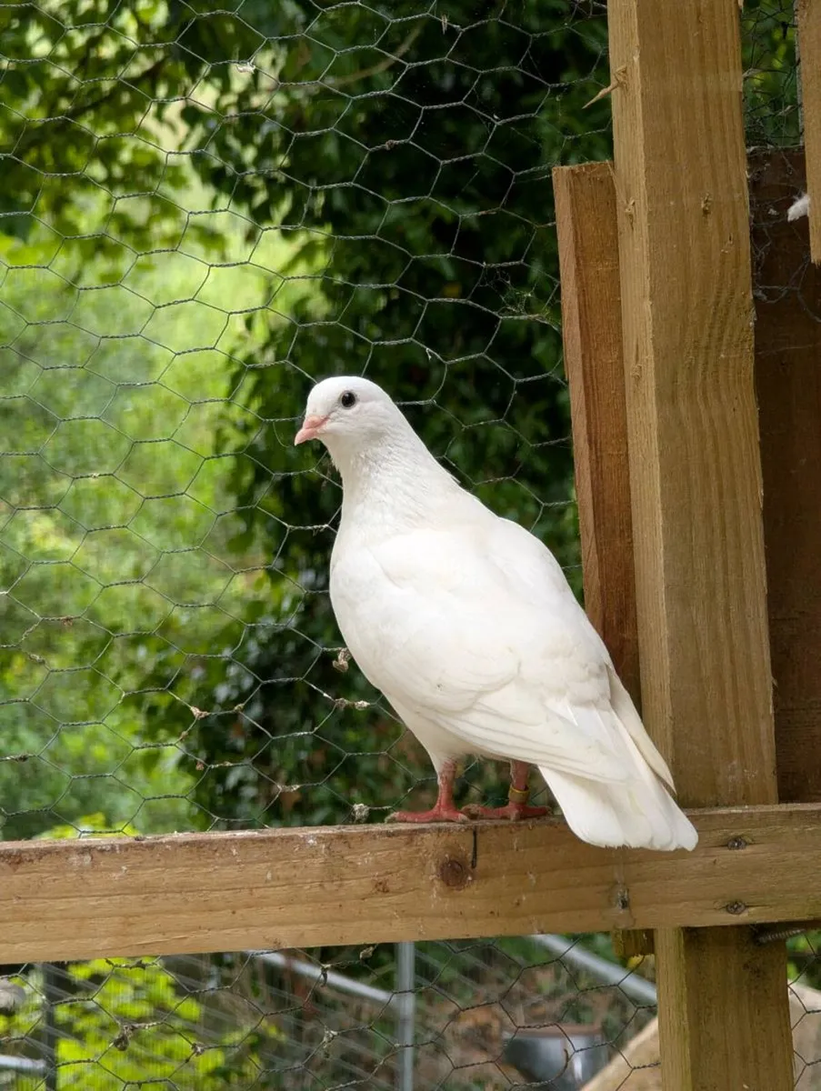 Pigeons for sale - Image 1
