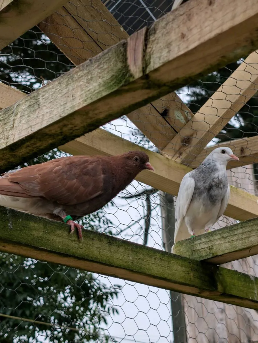 Pigeons for sale - Image 2