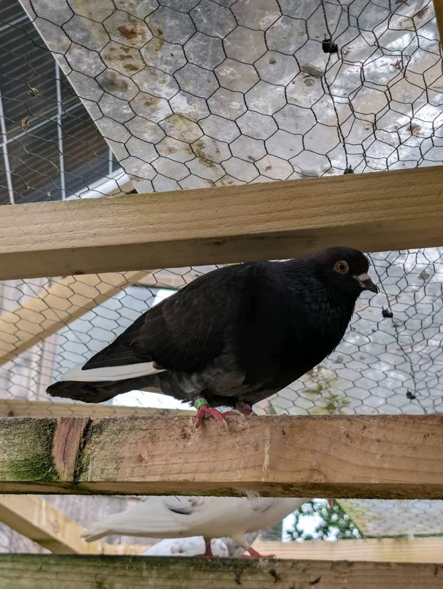 Pigeons for sale - Image 3