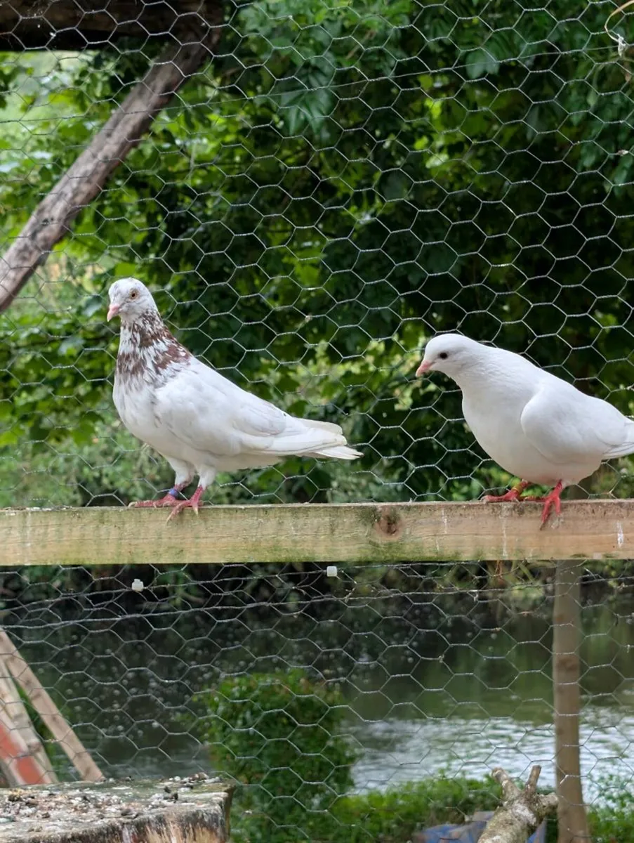 Pigeons for sale - Image 4