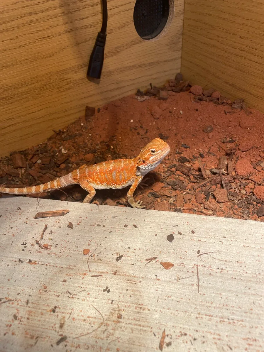 baby bearded dragon - Image 1