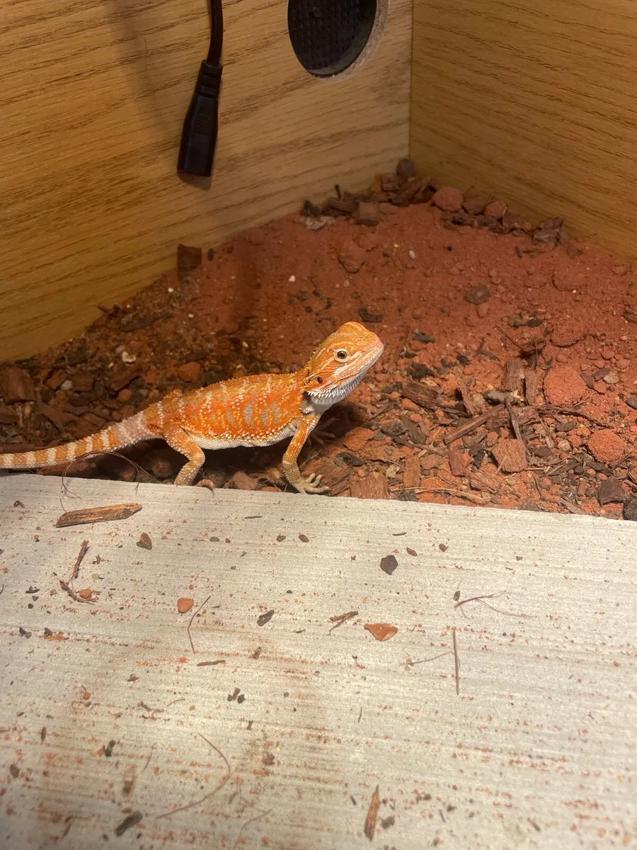 baby bearded dragon - Image 2