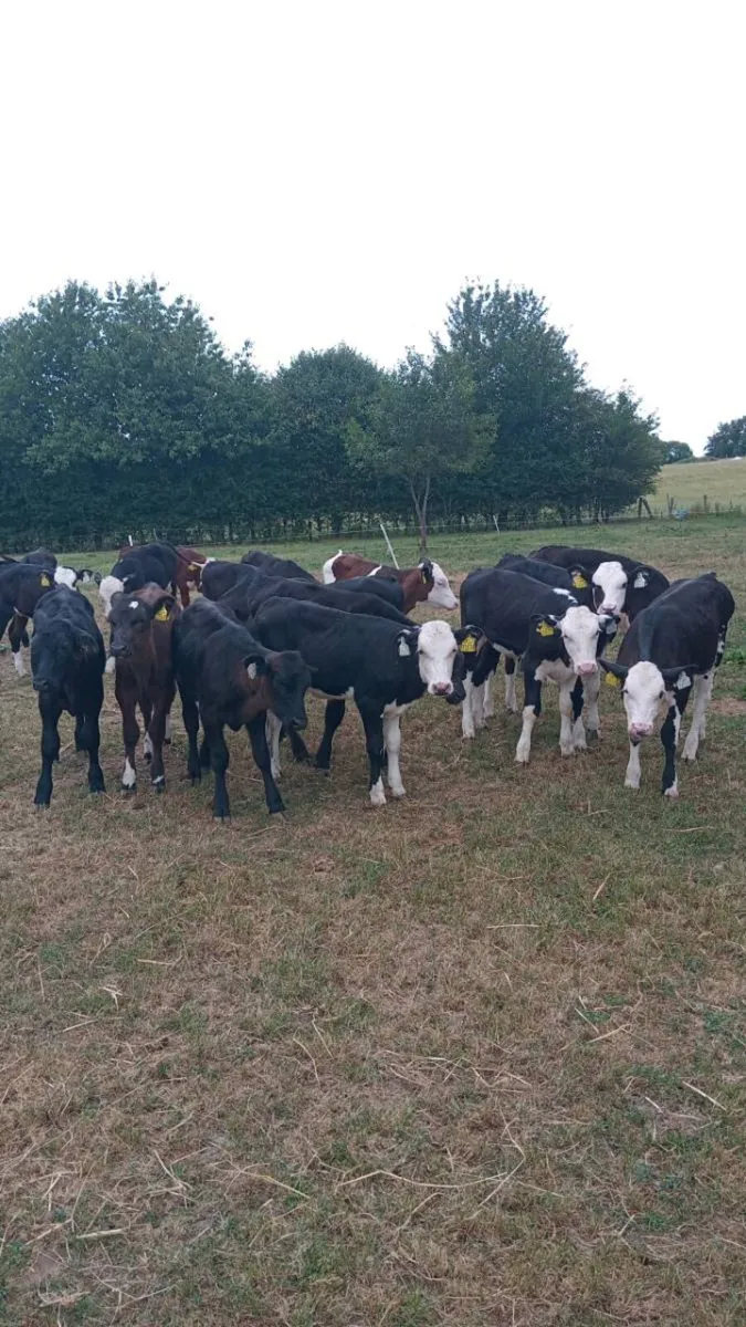 20 smashing strong reared hereford and angus - Image 1