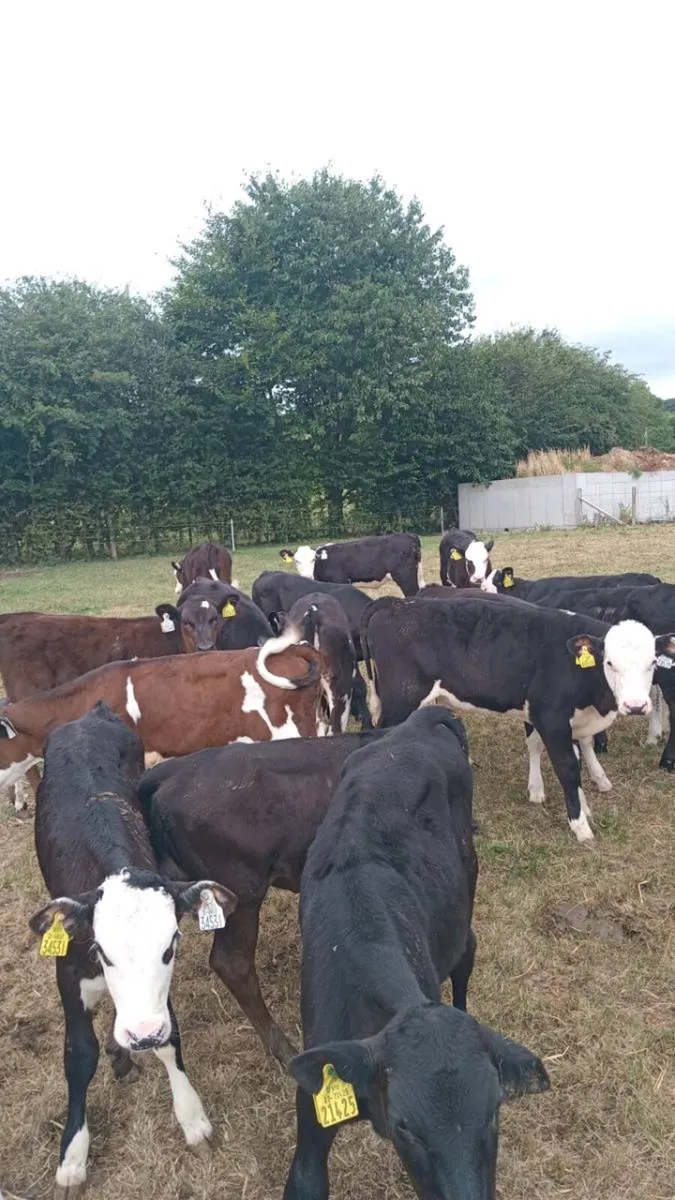 20 smashing strong reared hereford and angus - Image 2