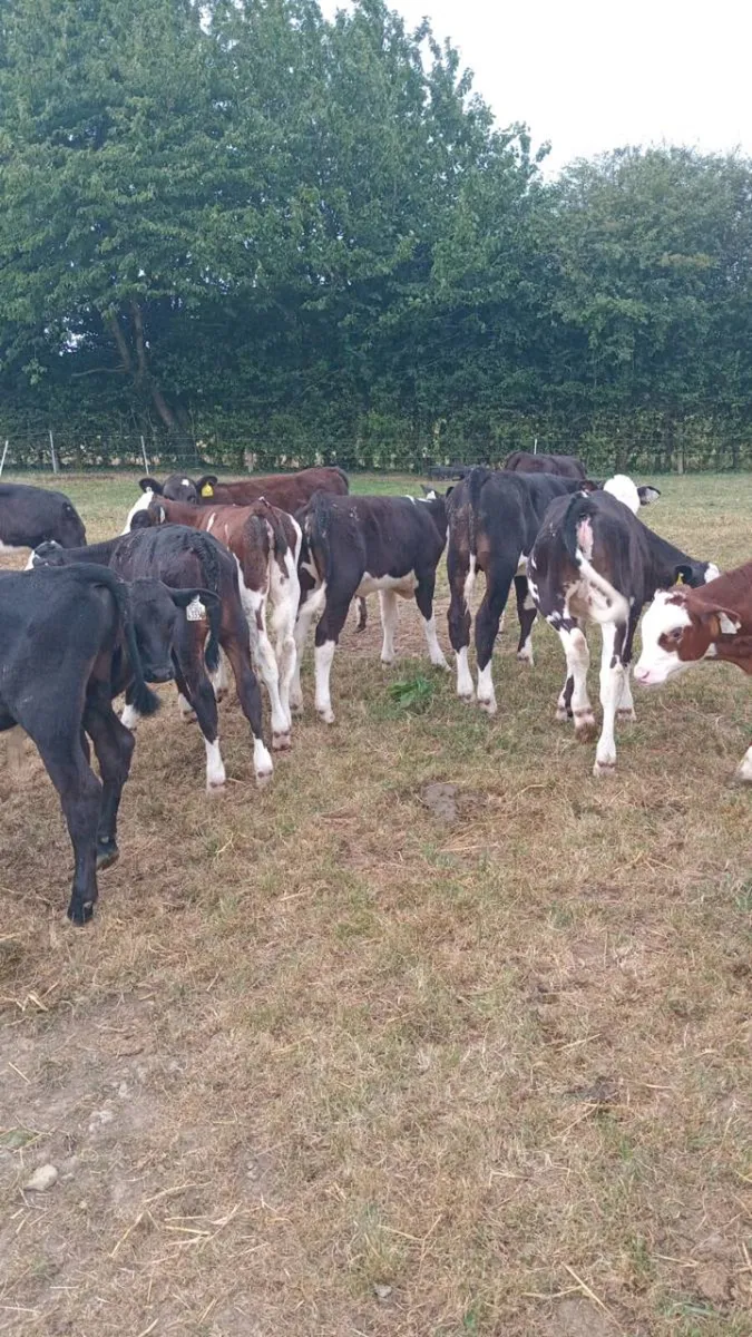 20 smashing strong reared hereford and angus - Image 3
