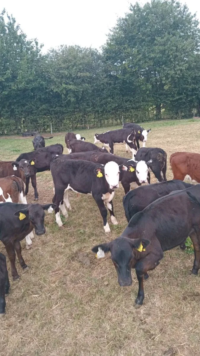20 smashing strong reared hereford and angus - Image 4