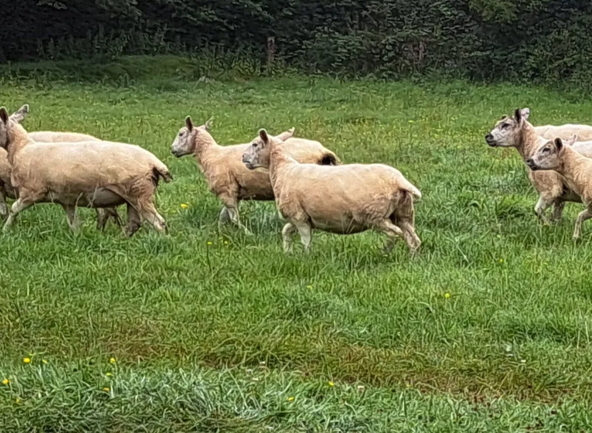 Hoggett ewes - Image 2
