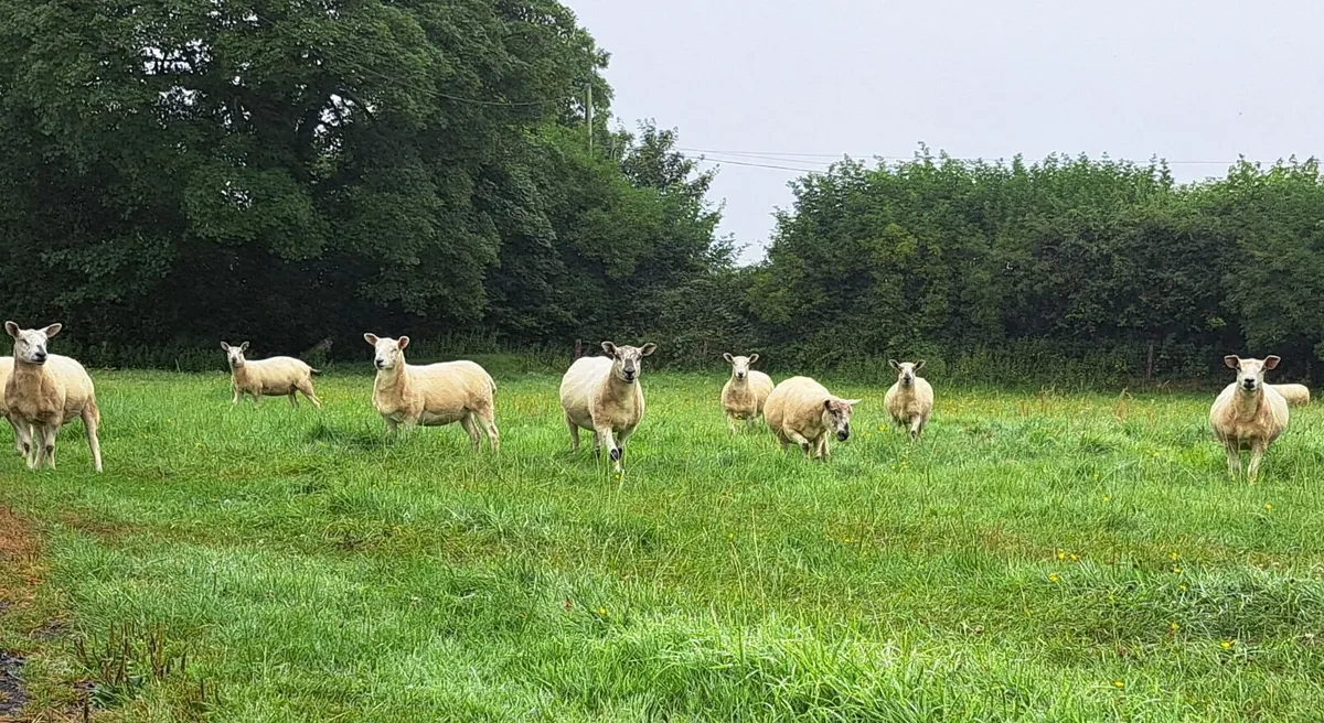 Hoggett ewes - Image 3