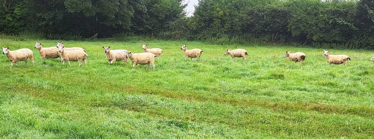 Hoggett ewes - Image 4