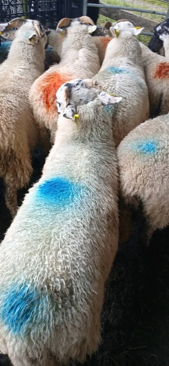 Sheep - Image 1