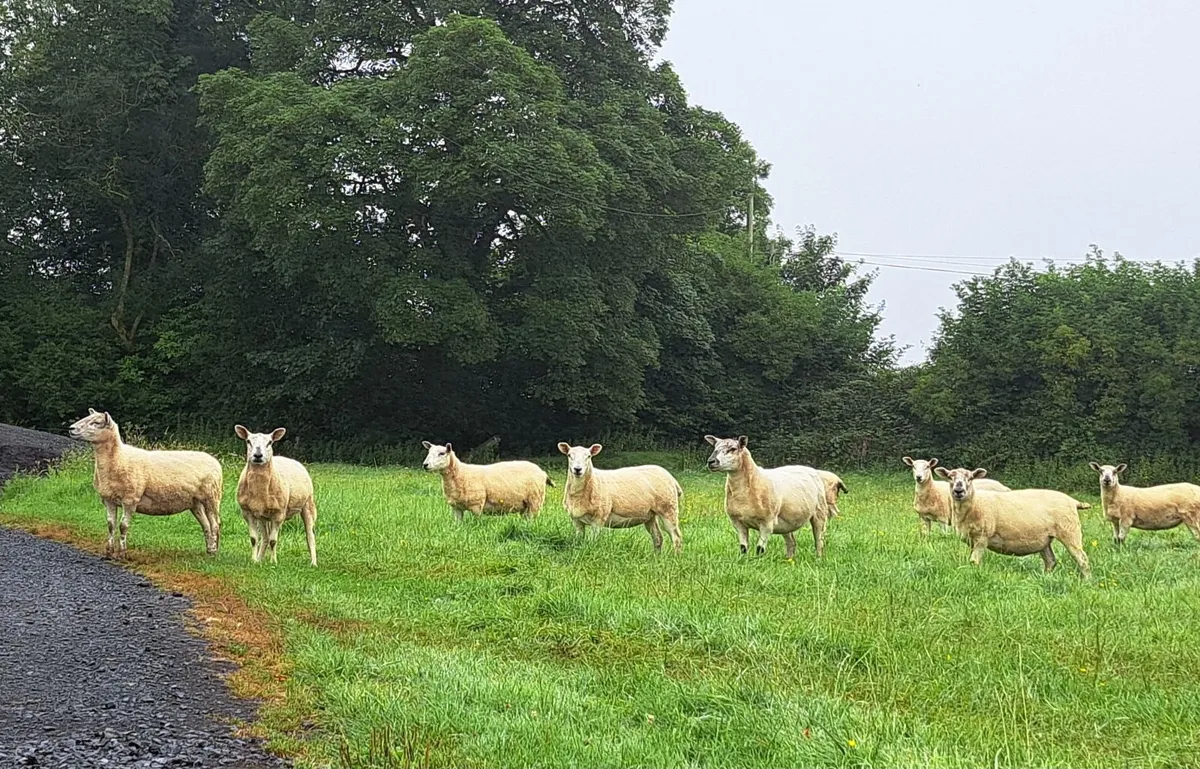 Hoggett ewes - Image 1