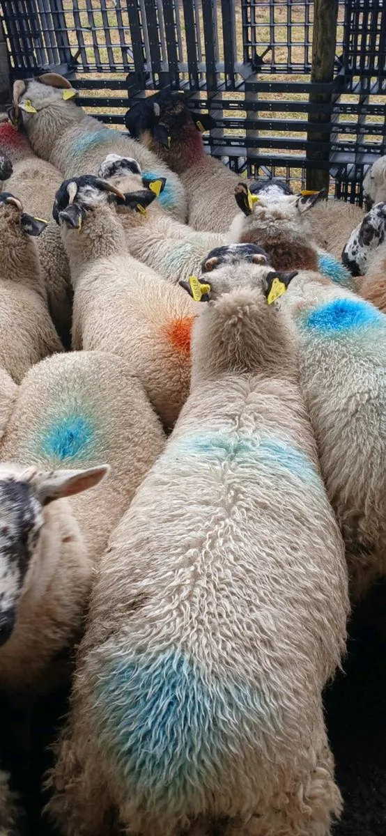 Sheep - Image 2