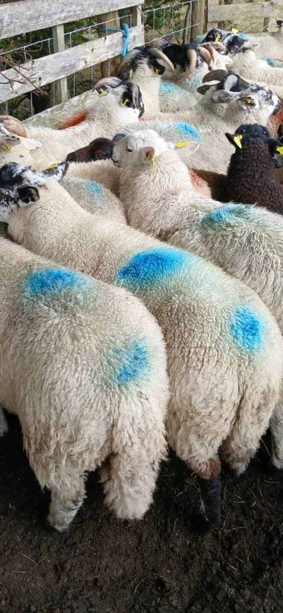Sheep - Image 3