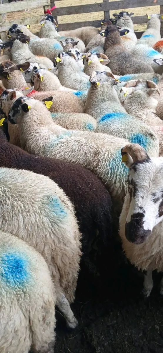 Sheep - Image 4