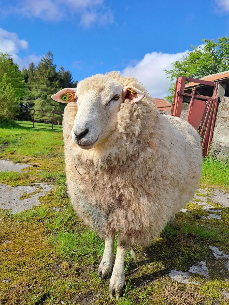 SIS Rams and Galway Ewes - Image 3